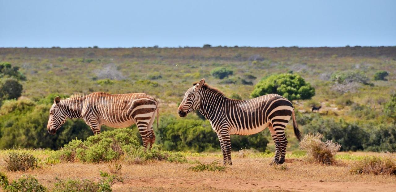 De Hoop Collection - Equipped Cottages De Hoop Nature Reserve Екстер'єр фото